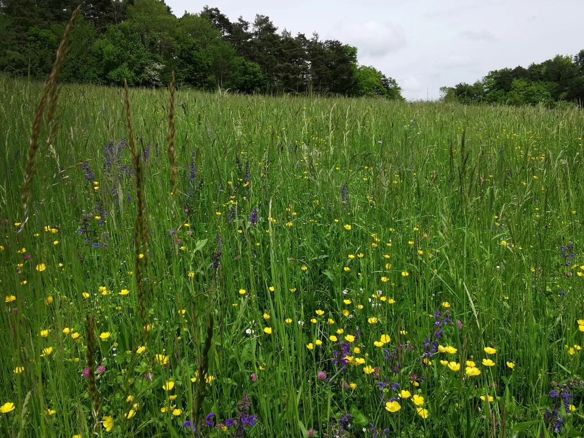 Eine Extensivwiese mit Blumen und grosser Biodiversität. 